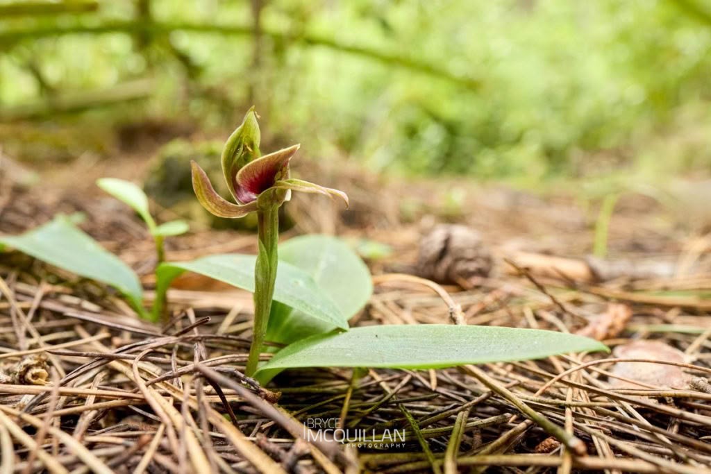 large bird-orchid (Chiloglottis valida), Orchidaceae, photographed in New Zealand by Bryce McQuillan