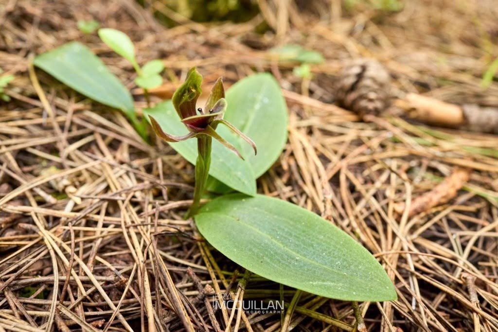 large bird-orchid (Chiloglottis valida), Orchidaceae, photographed in New Zealand by Bryce McQuillan