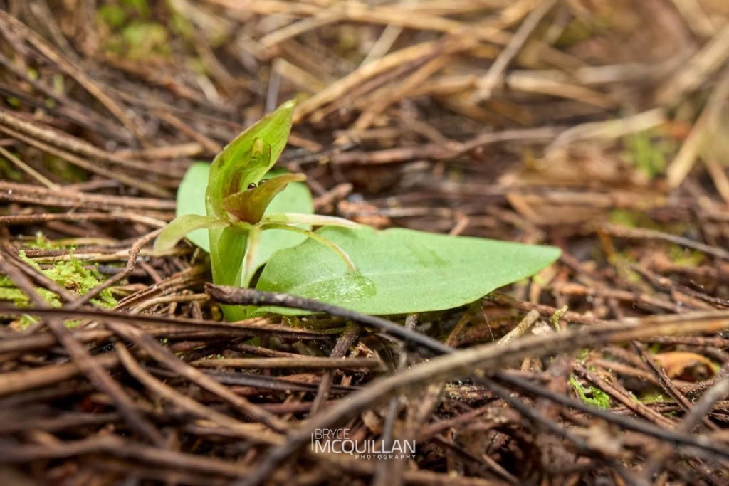 Green Bird Orchid (Chiloglottis cornuta), Orchidaceae, photographed in New Zealand by Bryce McQuillan