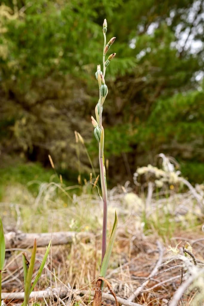 Purple Beard Orchid (Calochilus robertsonii), Orchidaceae, photographed in New Zealand by Bryce McQuillan