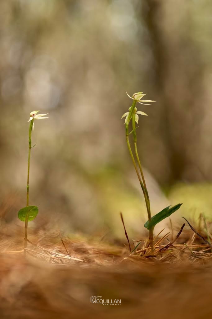 Green Column Caladenia (Caladenia chlorostyla), Orchidaceae, photographed in New Zealand by Bryce McQuillan