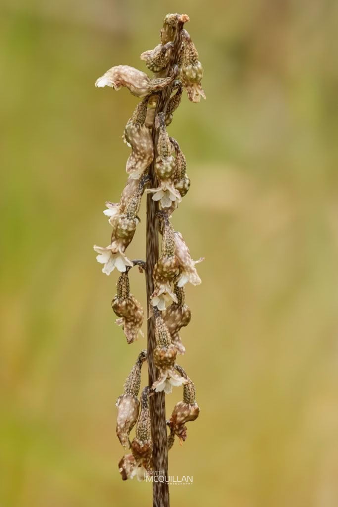Black Orchid (Gastrodia cunninghamii), Orchidaceae, photographed in New Zealand by Bryce McQuillan