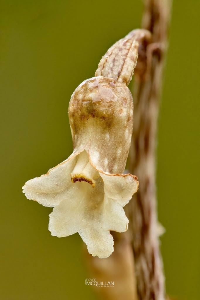 Black Orchid (Gastrodia cunninghamii), Orchidaceae, photographed in New Zealand by Bryce McQuillan