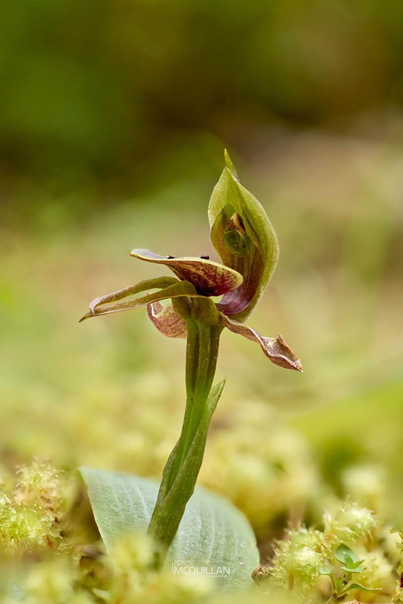 large bird-orchid (Chiloglottis valida), Orchidaceae, photographed in New Zealand by Bryce McQuillan