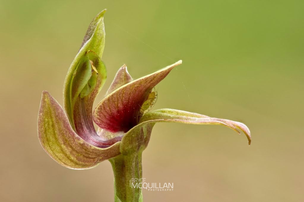 large bird-orchid (Chiloglottis valida), Orchidaceae, photographed in New Zealand by Bryce McQuillan