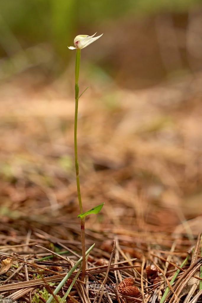 Green Column Caladenia (Caladenia chlorostyla), Orchidaceae, photographed in New Zealand by Bryce McQuillan