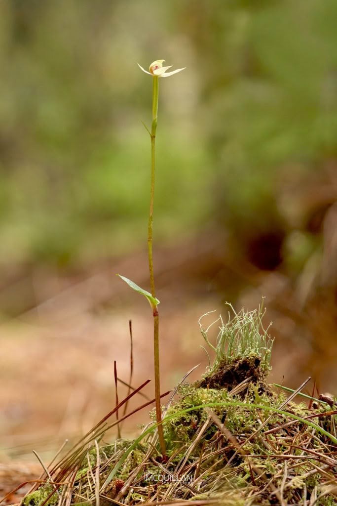 Green Column Caladenia (Caladenia chlorostyla), Orchidaceae, photographed in New Zealand by Bryce McQuillan