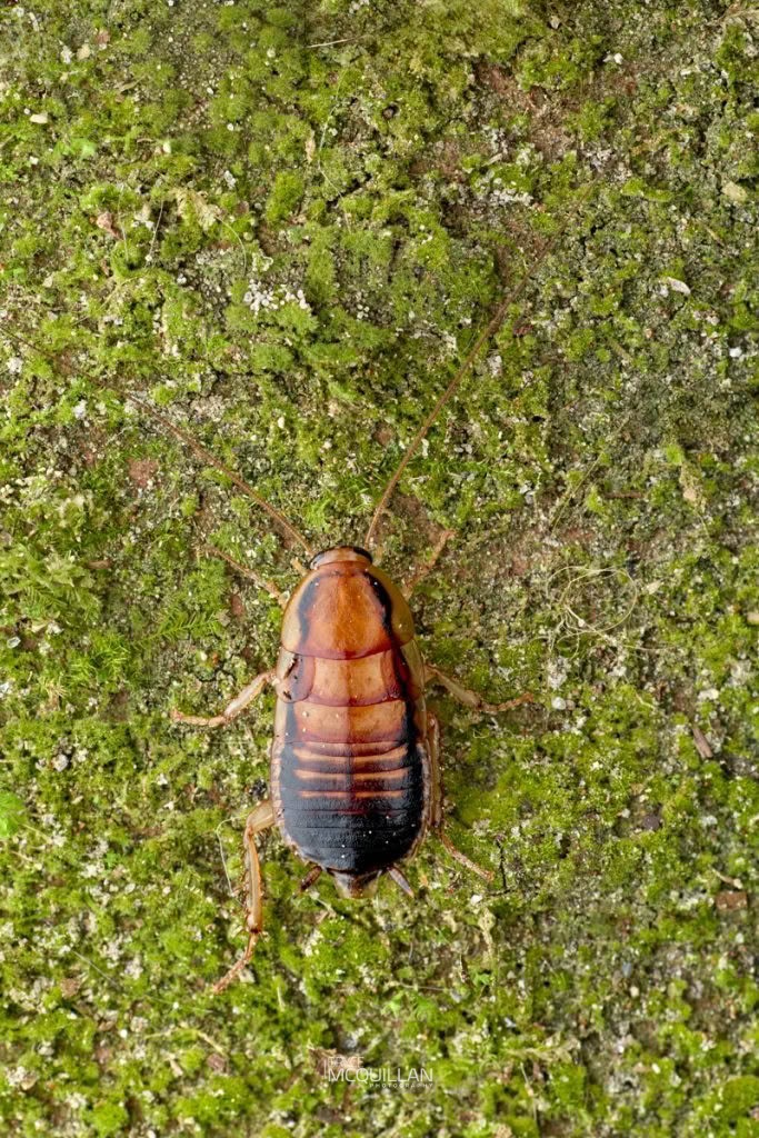 Celatoblatta spp, Blattidae, photographed in New Zealand by Bryce McQuillan