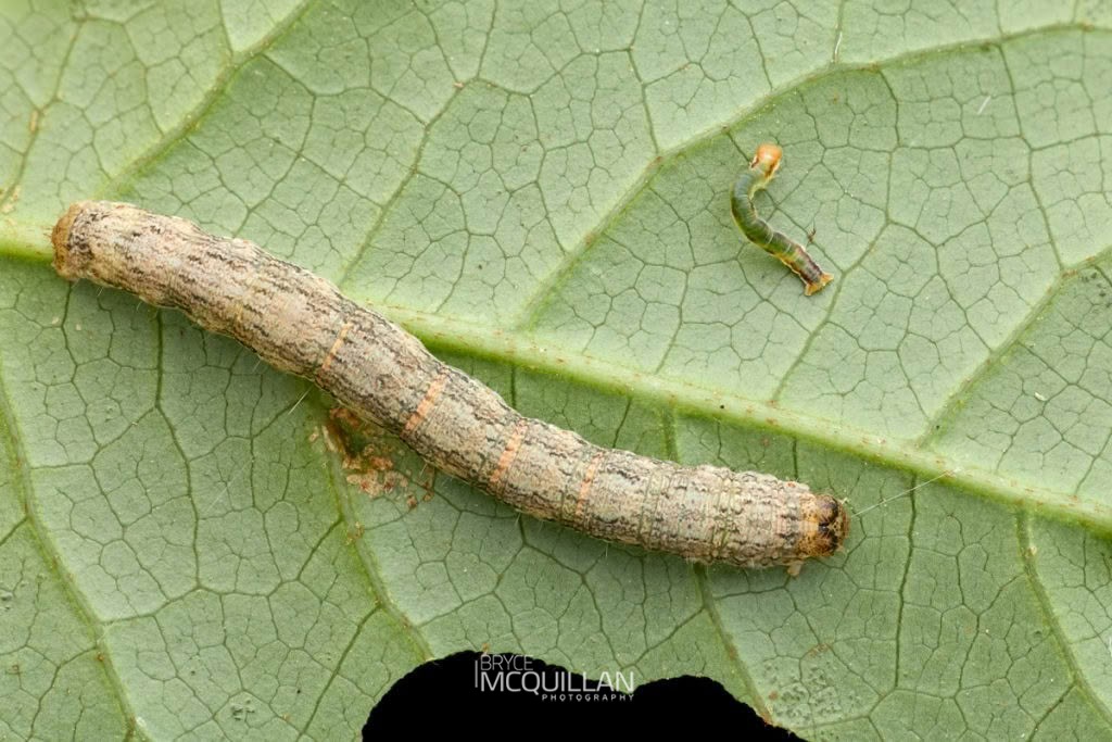 Kawakawa looper (Cleora scriptaria), Geometridae, photographed in New Zealand by Bryce McQuillan