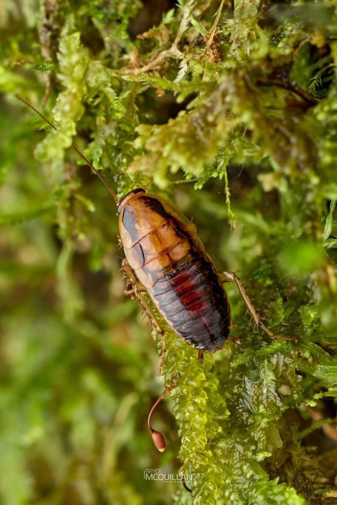 Celatoblatta vulgarus, Blattidae, photographed in New Zealand by Bryce McQuillan