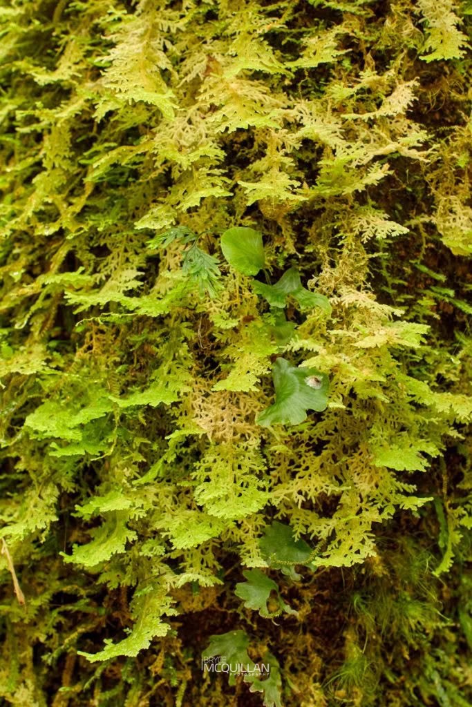 Woollywort (Trichocolea mollissima), Trichocoleaceae, photographed in New Zealand by Bryce McQuillan