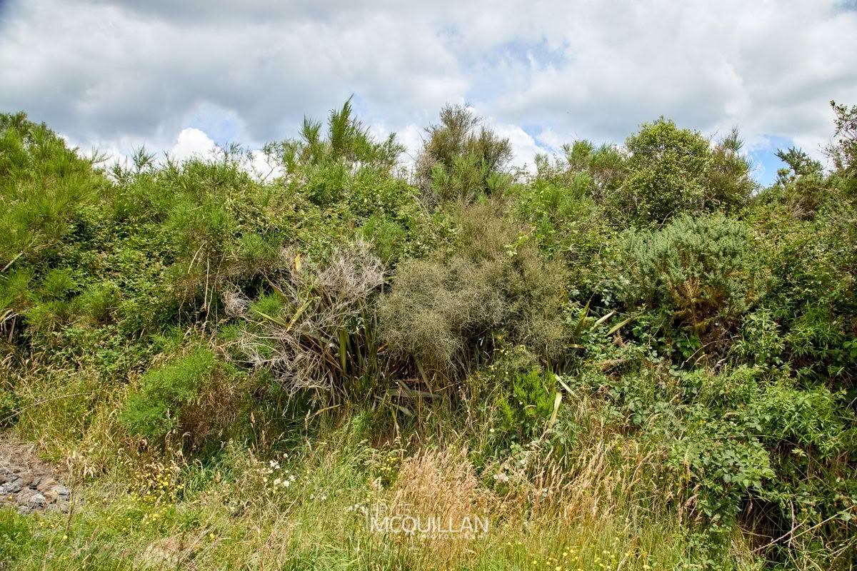 Melicytus flexuosus, photographed in New Zealand by Bryce McQuillan