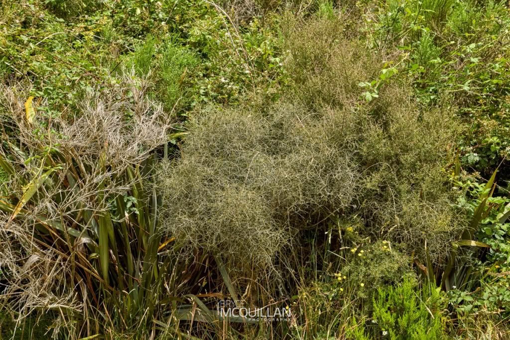 Melicytus flexuosus, photographed in New Zealand by Bryce McQuillan