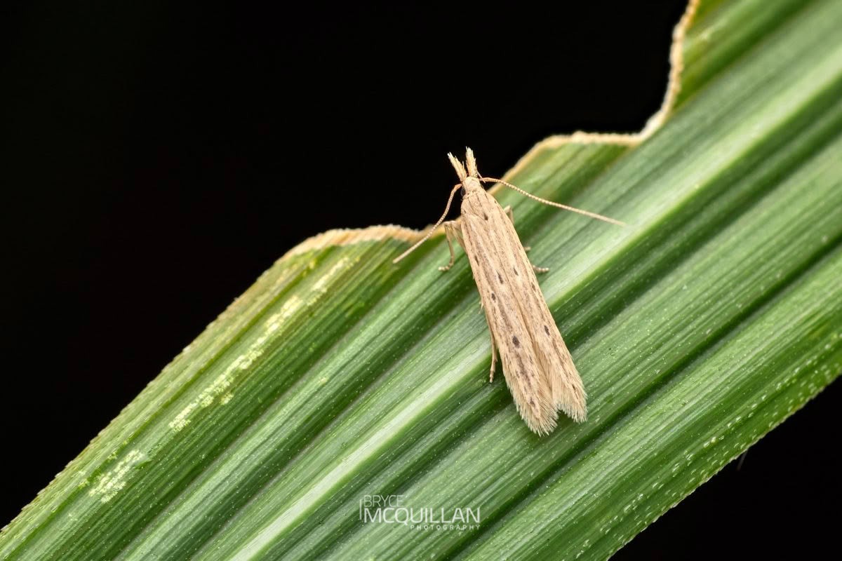 Megacraspedus calamogonus, Gelechiidae, photographed in New Zealand by Bryce McQuillan