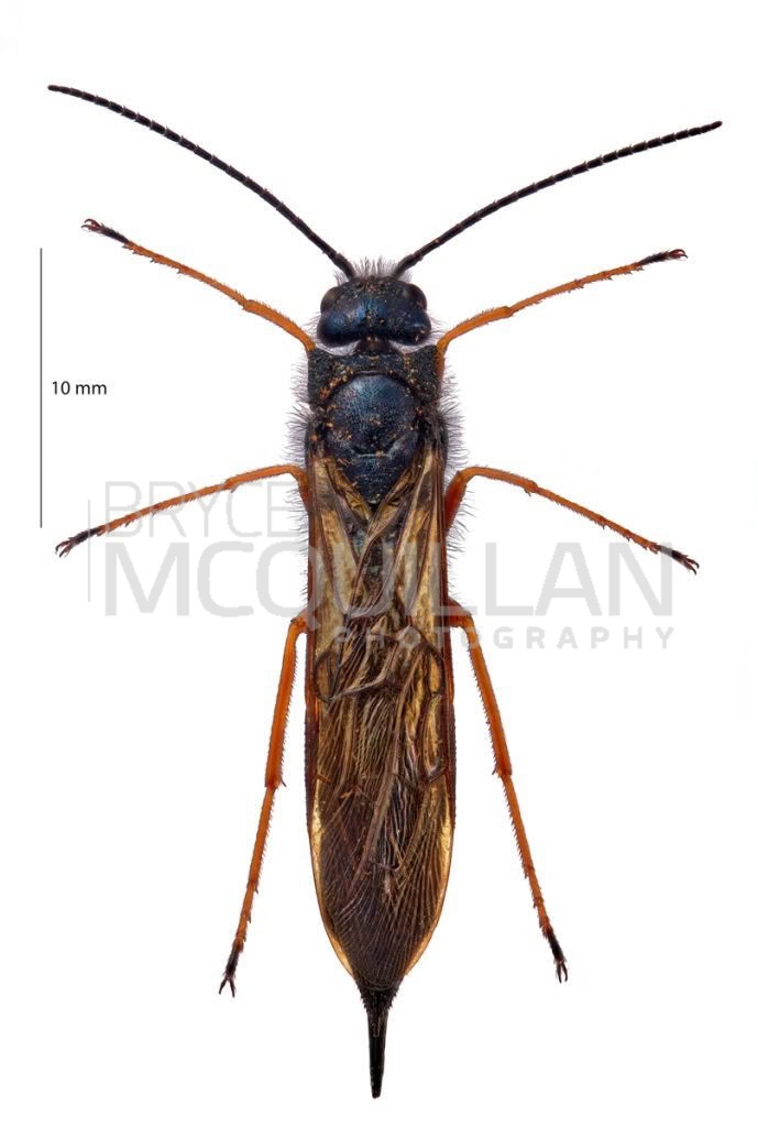 European Woodwasp (Sirex noctilio), Siricidae, photographed in New Zealand by Bryce McQuillan