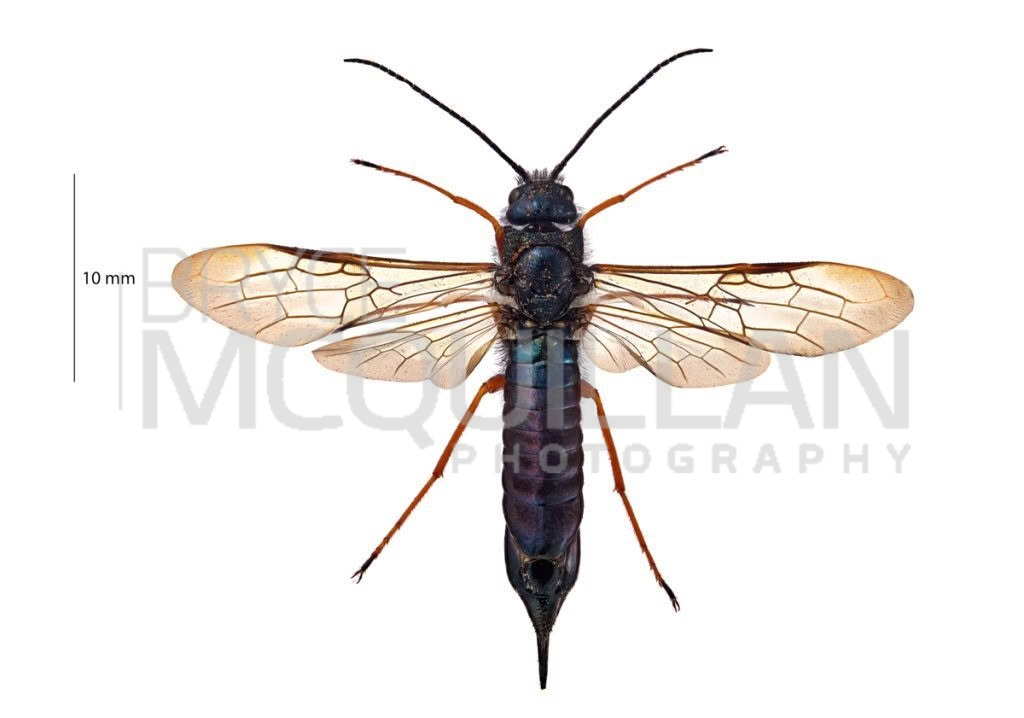 European Woodwasp (Sirex noctilio), Siricidae, photographed in New Zealand by Bryce McQuillan