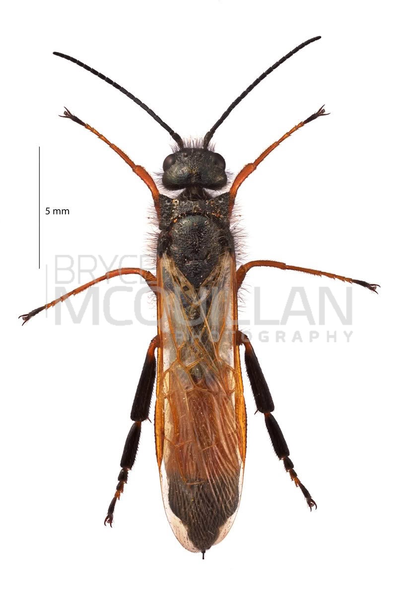European Woodwasp (Sirex noctilio), Siricidae, photographed in New Zealand by Bryce McQuillan