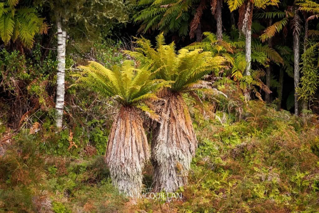 whekī-ponga (Dicksonia fibrosa), Dicksoniaceae, photographed in New Zealand by Bryce McQuillan