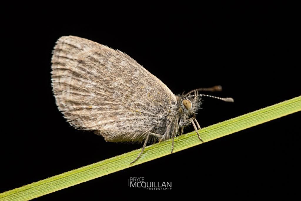 Lesser Grass Blue (Zizina otis), photographed in New Zealand by Bryce McQuillan