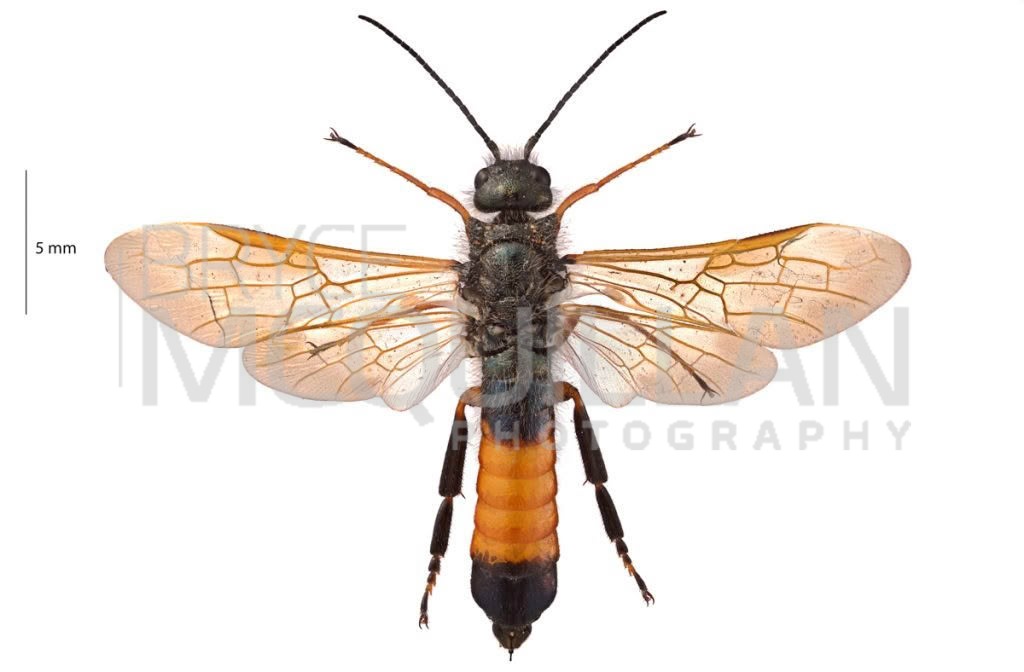 European Woodwasp (Sirex noctilio), Siricidae, photographed in New Zealand by Bryce McQuillan