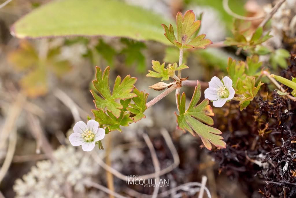 Small-leaved cranesbill (Geranium microphyllum), Geraniaceae, photographed in New Zealand by Bryce McQuillan