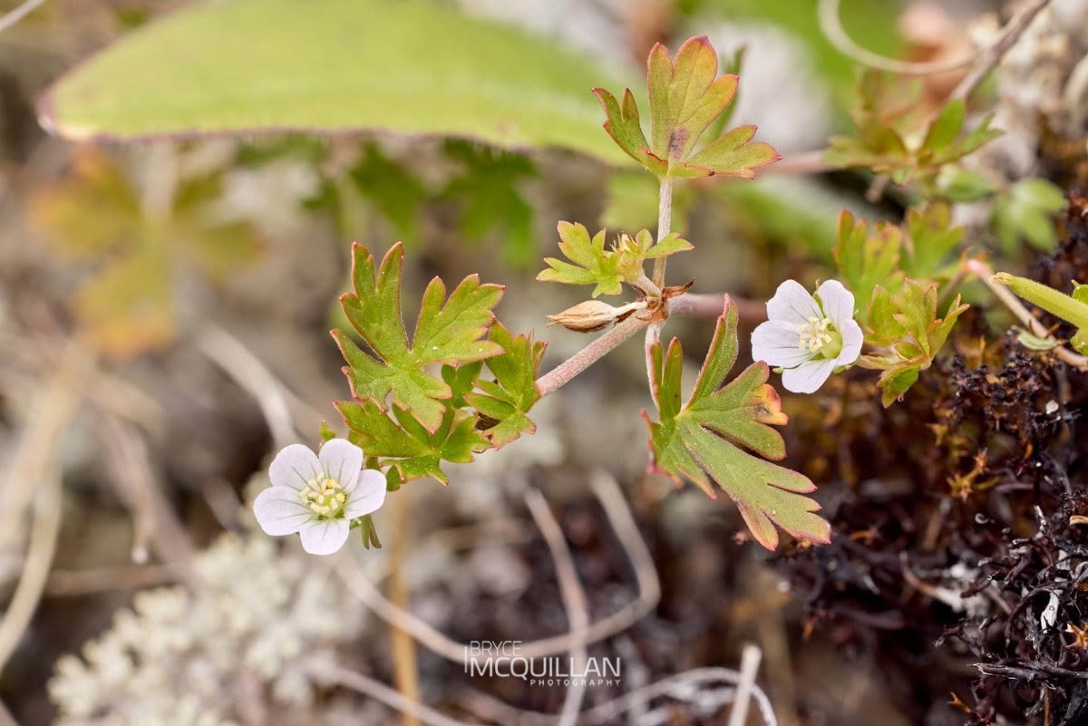 Small-leaved cranesbill (Geranium microphyllum), Geraniaceae, photographed in New Zealand by Bryce McQuillan
