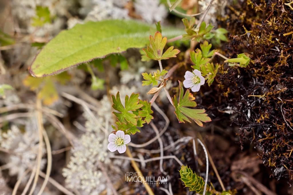 Small-leaved cranesbill (Geranium microphyllum), Geraniaceae, photographed in New Zealand by Bryce McQuillan