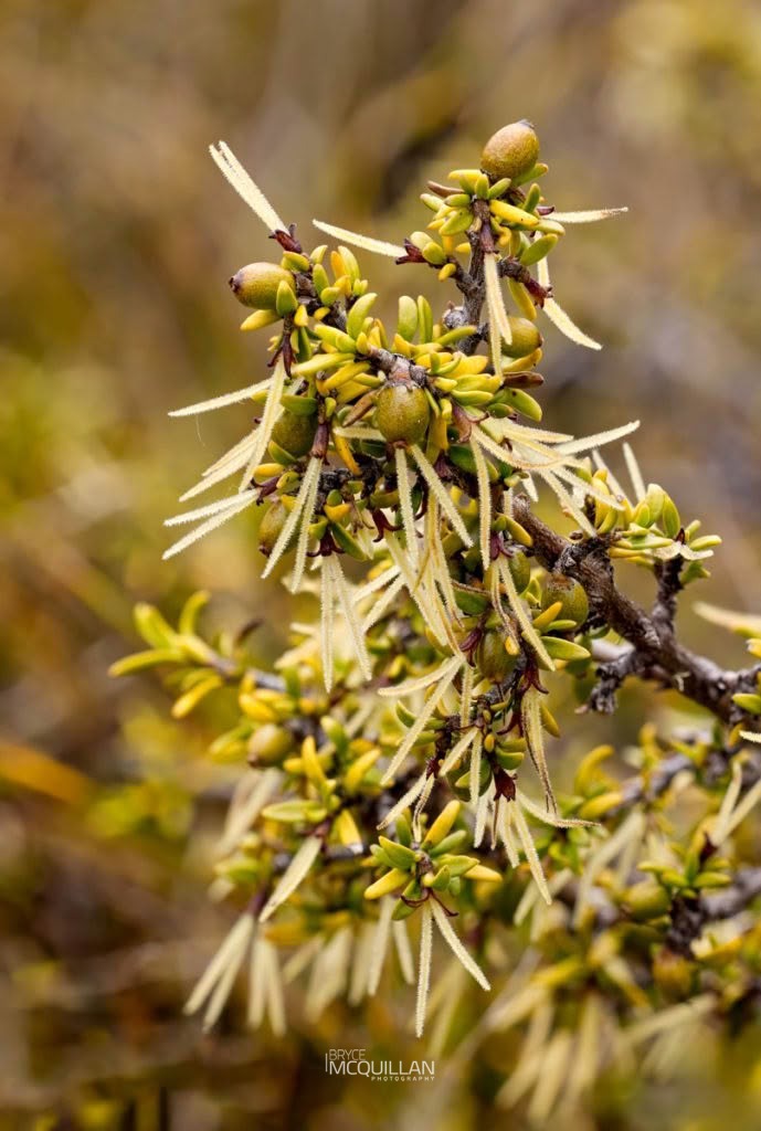 Coprosma cheesemanii, photographed in New Zealand by Bryce McQuillan