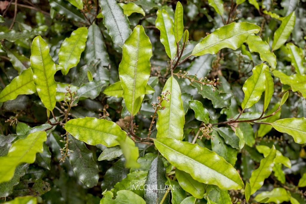 tawheowheo (Quintinia serrata), Paracryphiaceae, photographed in New Zealand by Bryce McQuillan