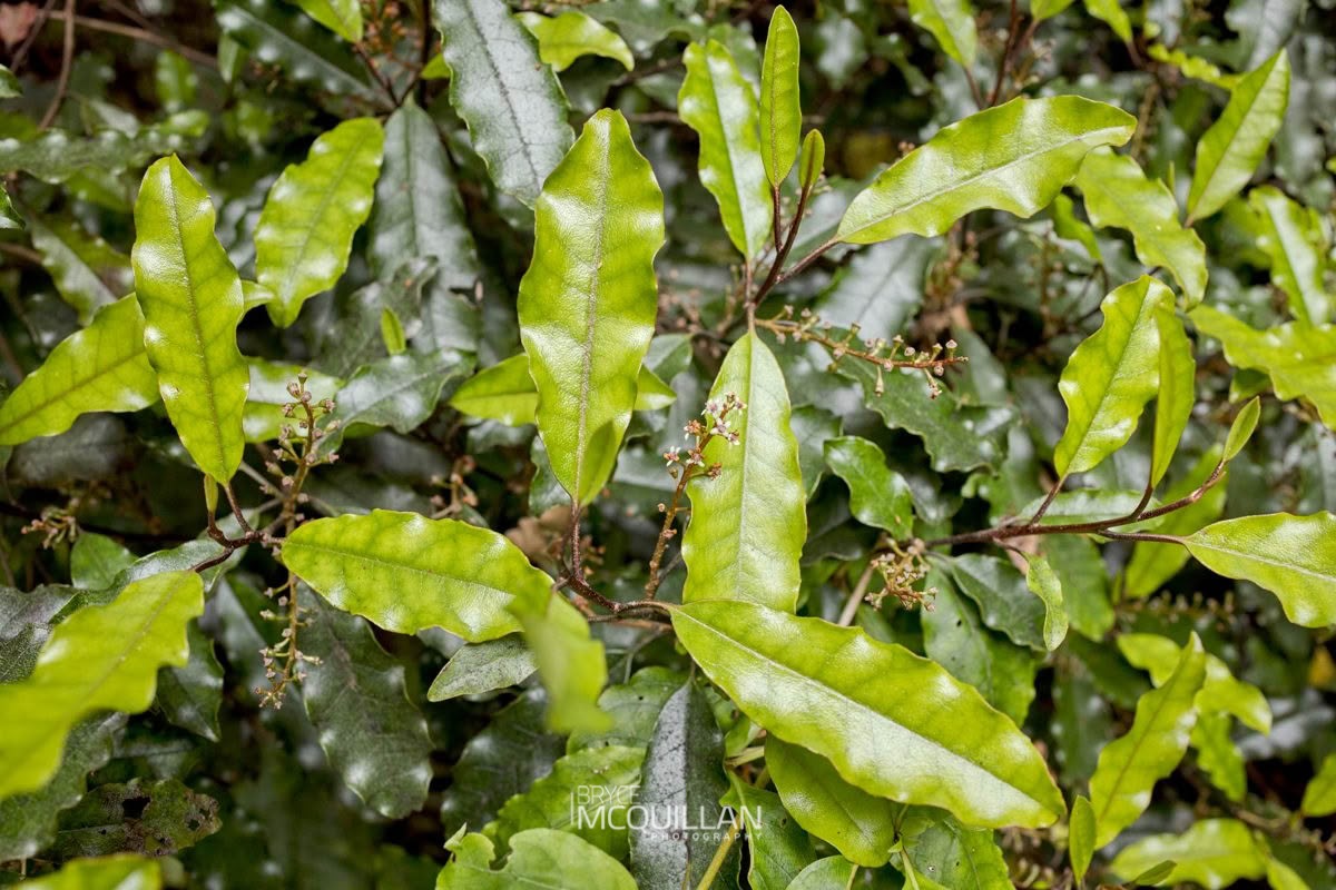 tawheowheo (Quintinia serrata), Paracryphiaceae, photographed in New Zealand by Bryce McQuillan