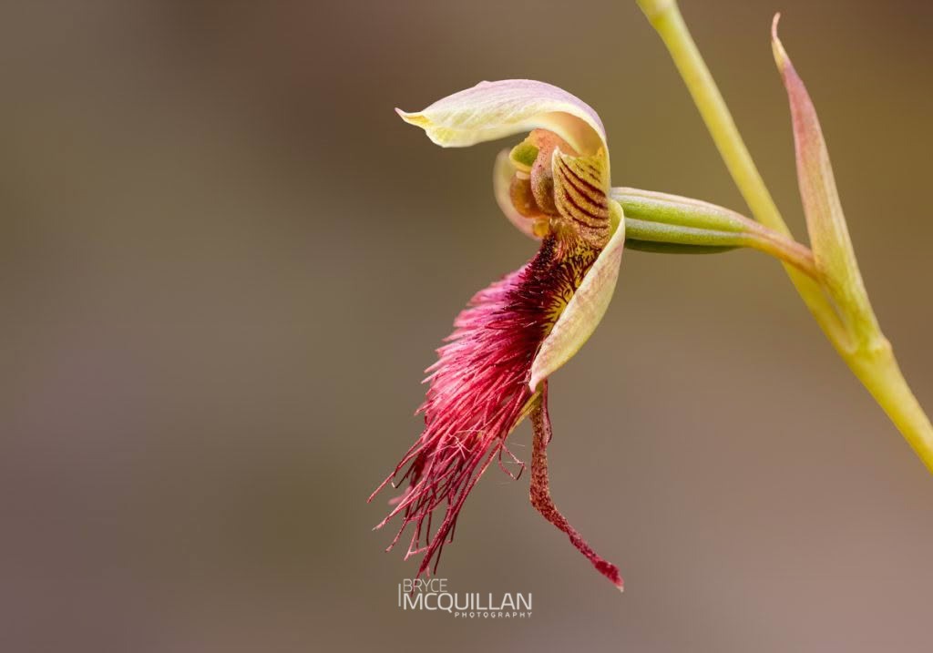 red beard orchid (Calochilus paludosus), Orchidaceae, photographed in New Zealand by Bryce McQuillan