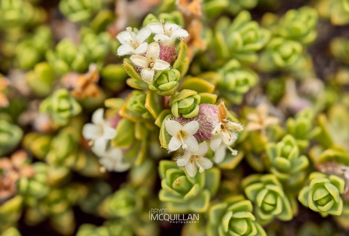 Pimelea microphylla, photographed in New Zealand by Bryce McQuillan