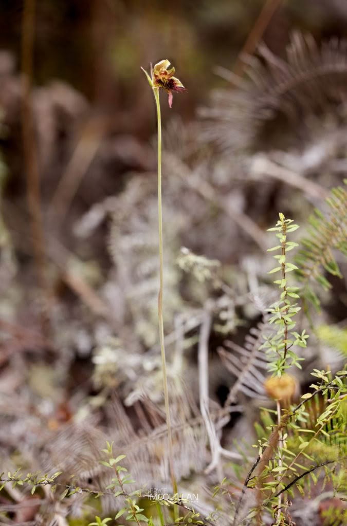 red beard orchid (Calochilus paludosus), Orchidaceae, photographed in New Zealand by Bryce McQuillan