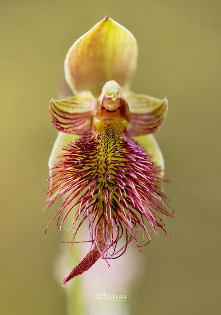 red beard orchid (Calochilus paludosus), Orchidaceae, photographed in New Zealand by Bryce McQuillan