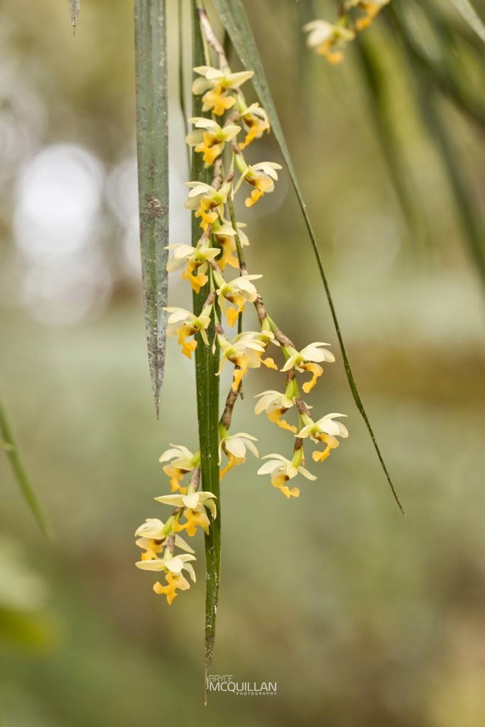 Peka-a-waka (Earina mucronata), Orchidaceae, photographed in New Zealand by Bryce McQuillan