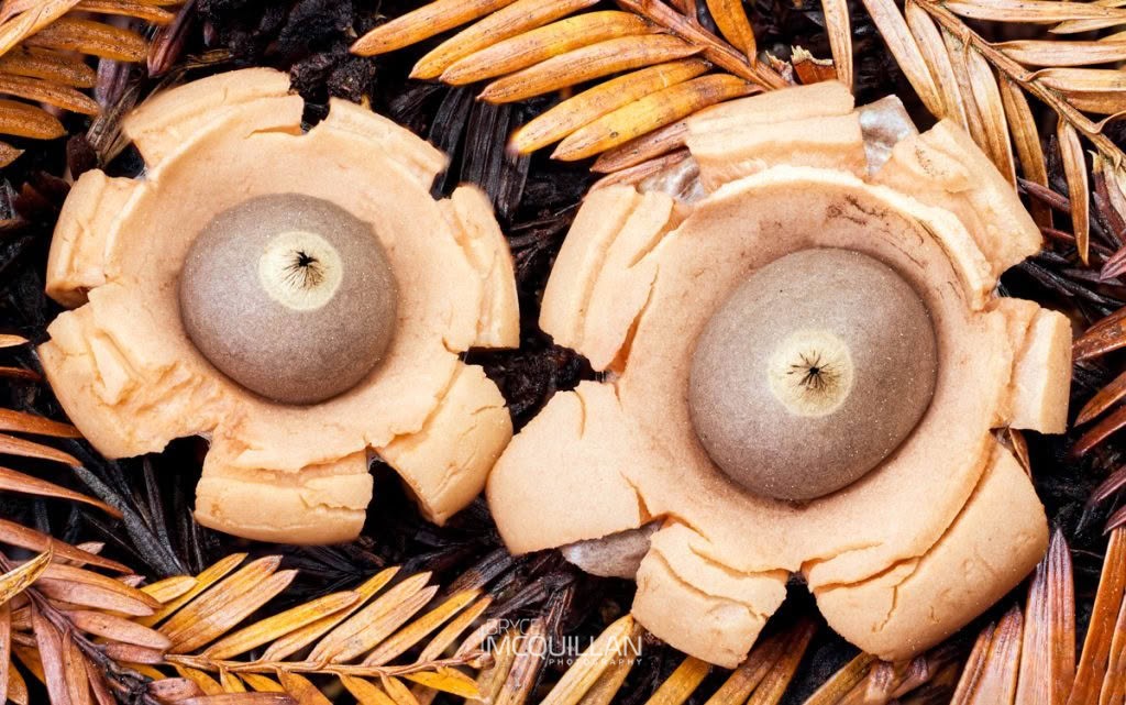 Earthstars (Geastrum saccatum), Geastraceae, photographed in New Zealand by Bryce McQuillan