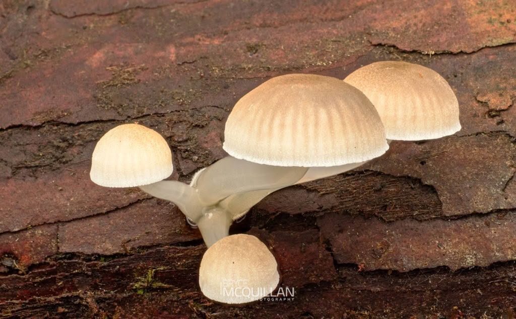 Austral Dripping Bonnet (Roridomyces austrororidus), Mycenaceae, photographed in New Zealand by Bryce McQuillan