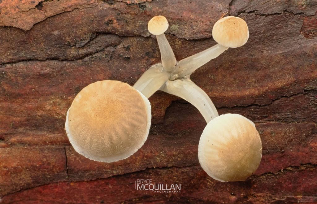 Austral Dripping Bonnet (Roridomyces austrororidus), Mycenaceae, photographed in New Zealand by Bryce McQuillan