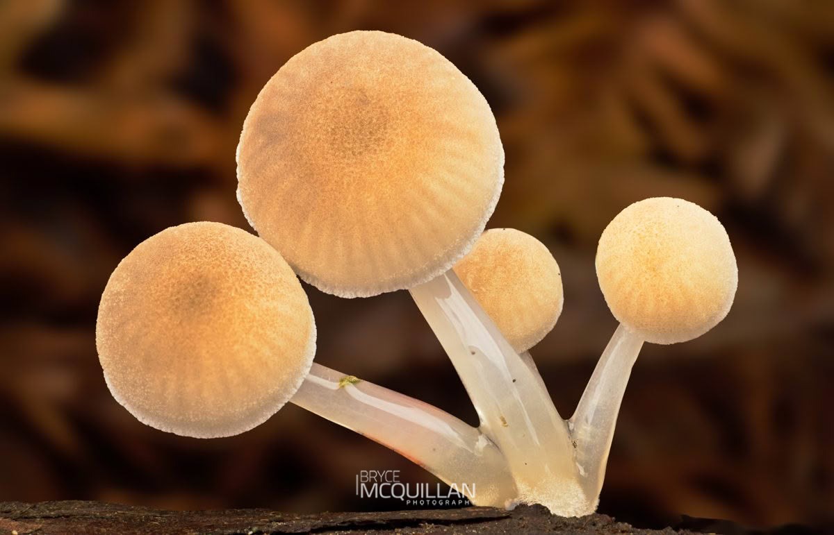 Austral Dripping Bonnet (Roridomyces austrororidus), Mycenaceae, photographed in New Zealand by Bryce McQuillan