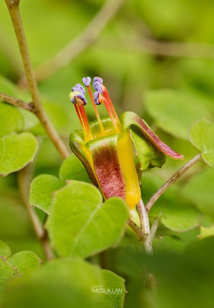 Creeping Fuchsia (Fuchsia procumbens), Onagraceae, photographed in New Zealand by Bryce McQuillan