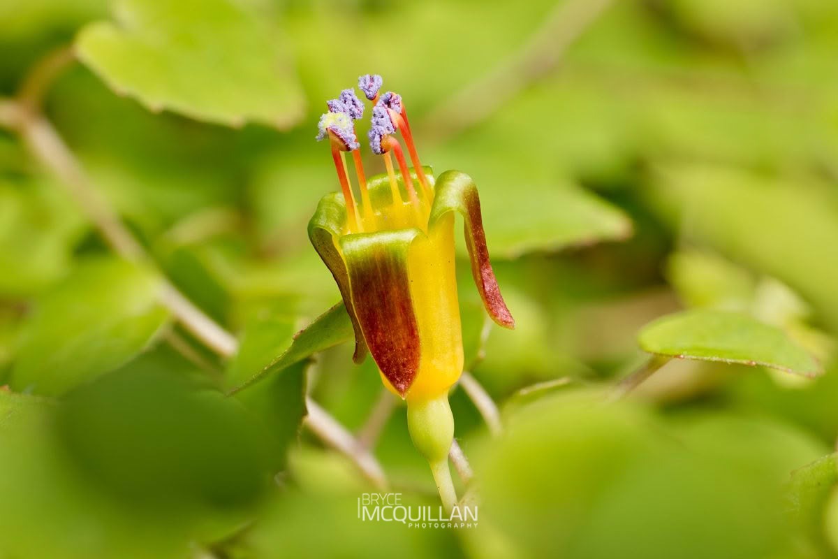Creeping Fuchsia (Fuchsia procumbens), Onagraceae, photographed in New Zealand by Bryce McQuillan