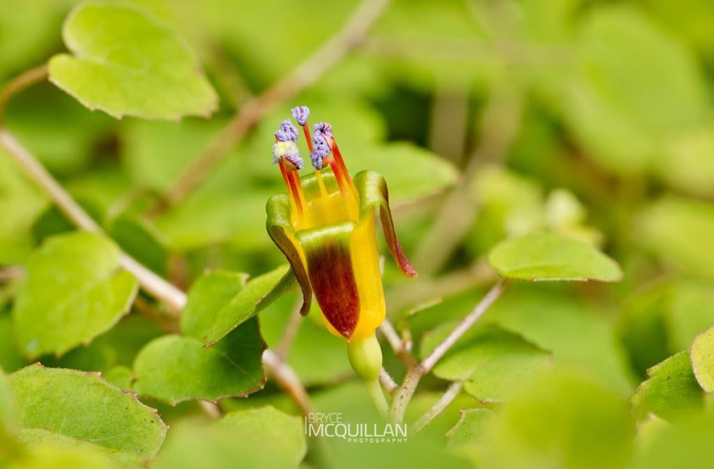 Creeping Fuchsia (Fuchsia procumbens), Onagraceae, photographed in New Zealand by Bryce McQuillan