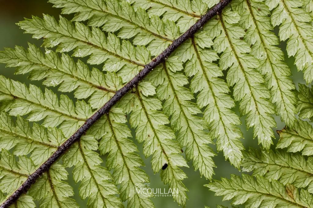 whekī (Dicksonia squarrosa), Dicksoniaceae, photographed in New Zealand by Bryce McQuillan