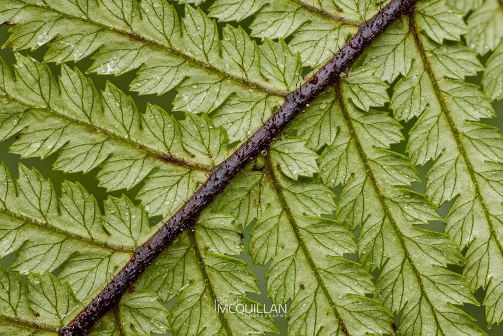 whekī (Dicksonia squarrosa), Dicksoniaceae, photographed in New Zealand by Bryce McQuillan