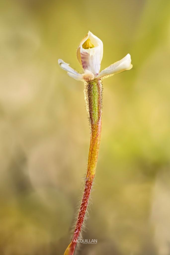 Mountain Caps Orchid (Caladenia lyallii), Orchidaceae, photographed in New Zealand by Bryce McQuillan