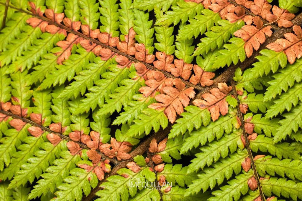 whekī (Dicksonia squarrosa), Dicksoniaceae, photographed in New Zealand by Bryce McQuillan