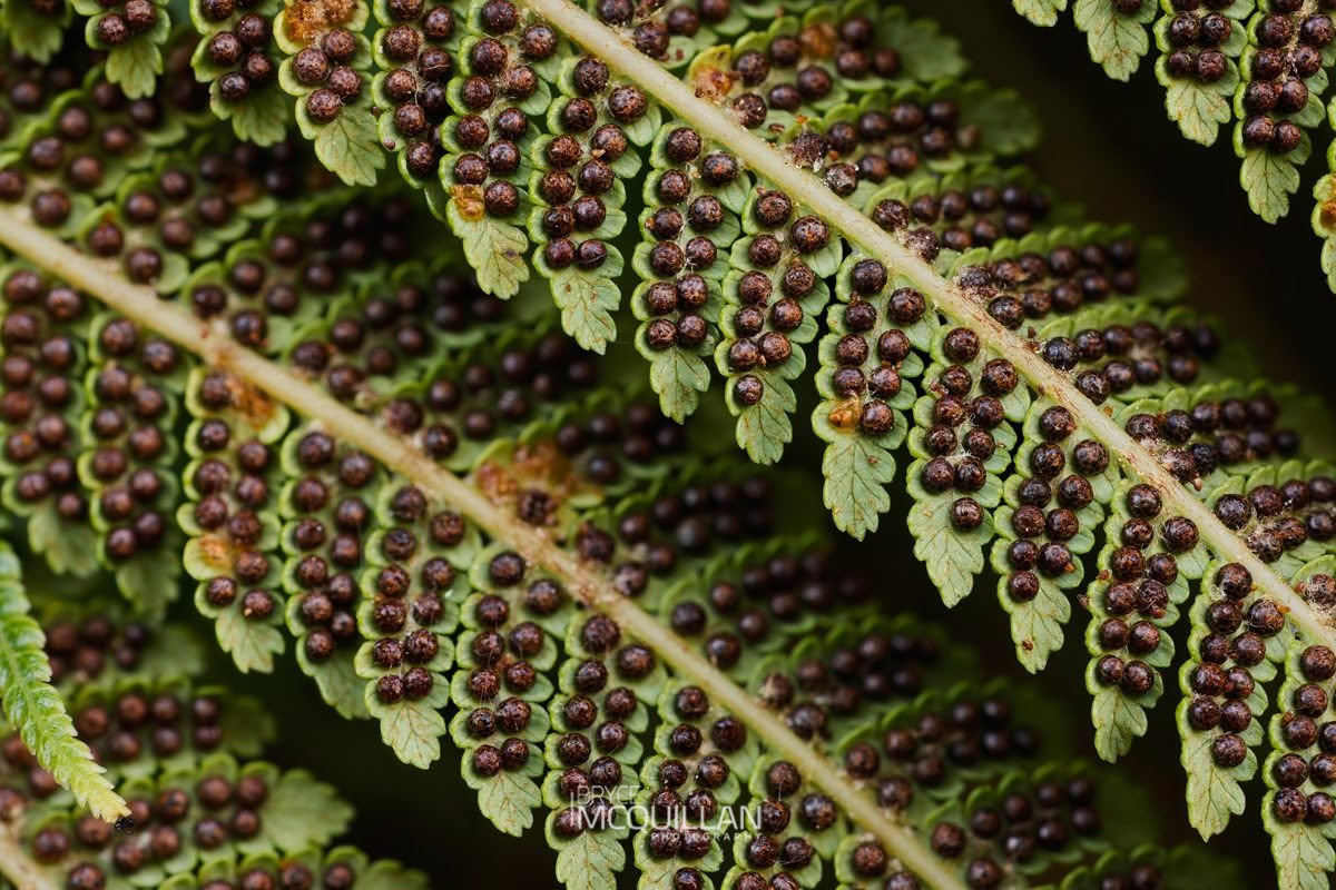 whekī (Dicksonia squarrosa), Dicksoniaceae, photographed in New Zealand by Bryce McQuillan