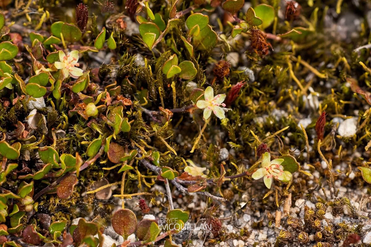Creeping Wire Vine (Muehlenbeckia axillaris), Polygonaceae, photographed in New Zealand by Bryce McQuillan