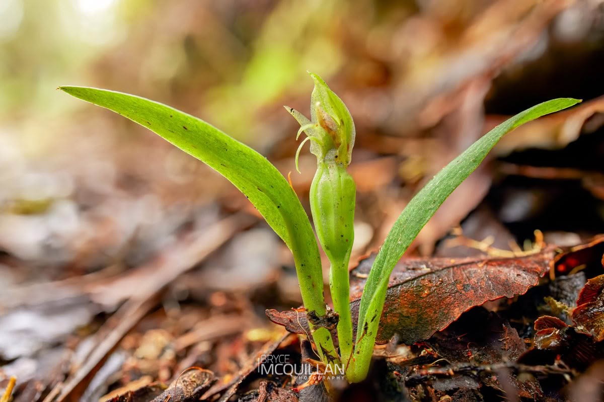 Green Bird Orchid (Chiloglottis cornuta), Orchidaceae, photographed in New Zealand by Bryce McQuillan
