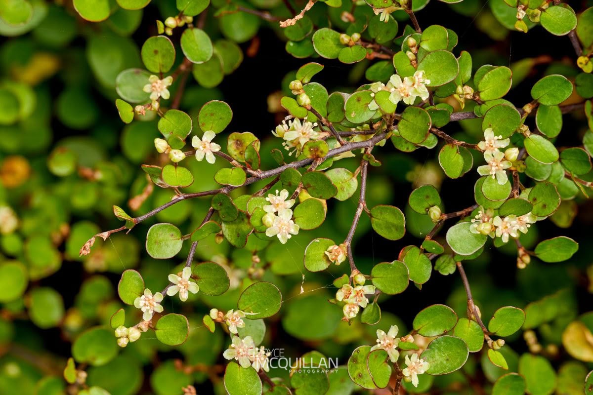 Scrambling pohuehue (Muehlenbeckia complexa), Polygonaceae, photographed in New Zealand by Bryce McQuillan